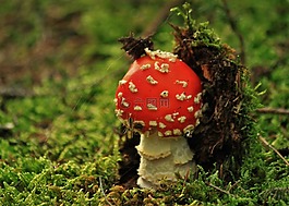 飛木耳,蘑菇,性質
