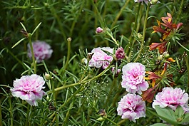 花,草,綠色