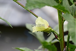花,自然,露珠