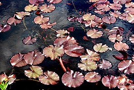 睡蓮,池塘,水生植物