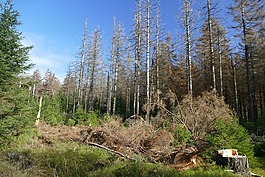 waldsterben,造林,形成了鮮明對比