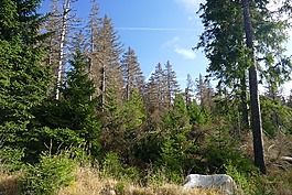 waldsterben,造林,形成了鮮明對比