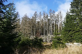 waldsterben,造林,形成了鮮明對比