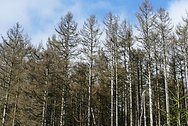 waldsterben,造林,形成了鮮明對比