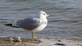 動(dòng)物區(qū)系,鳥,海鷗