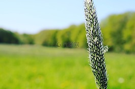 綠色,草地,森林