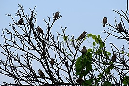 鳥(niǎo),麻雀,自然