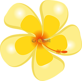槿,熱帶,花