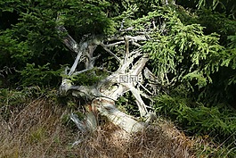 根,性質(zhì),森林