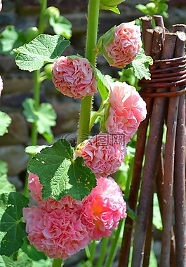 粉色,花,字段
