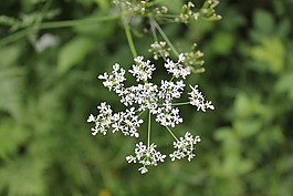 植被,植物,開花