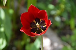 花,開花,廠