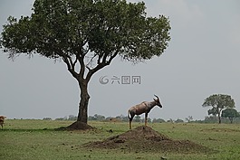 樹,草,自然