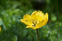 花,黃色,黃色花