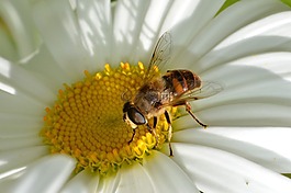 昆虫,hoverfly,授粉