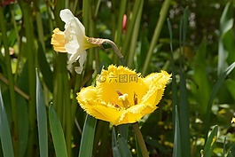 黃色,花,花園