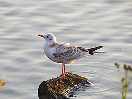 海鷗,鳥,海