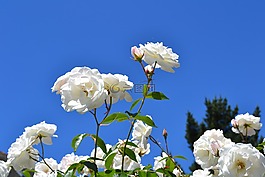 粉色,花,字段