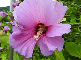 alcearosea,花,粉红色