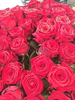 玫瑰,愛(ài)情,鮮花