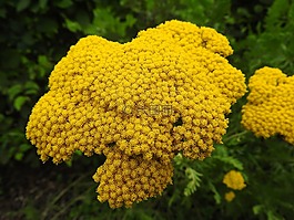 achilleafilipendulina,花,黃色