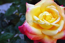 羅莎,花,黃色