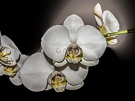 蘭花,花,開花