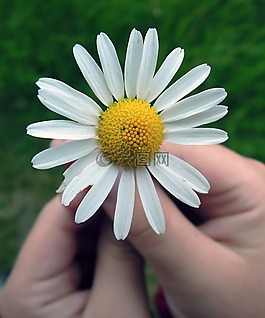 黛西,花卉,手