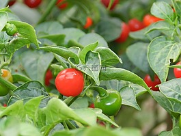 辣椒,植物,綠色
