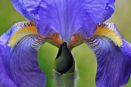 虹膜,花宏,開花