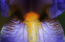 虹膜,蓝色,鲜花