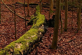 樹,森林,natureworld