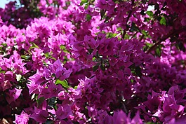 花,夏季,紫