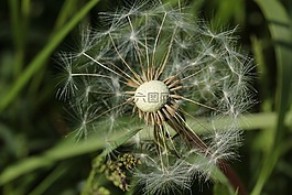 蒲公英,廠,種子