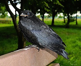 烏鴉,鳥,鴉雀
