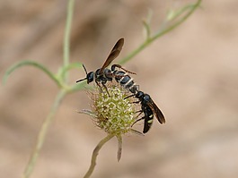 黃蜂,大黃蜂,夫婦