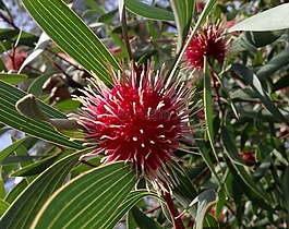 hakea,開花,紅色