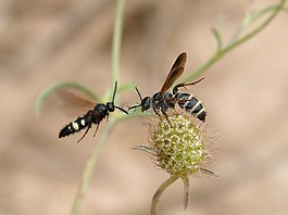 黃蜂,大黃蜂,夫婦