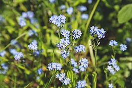 盛開(kāi),開(kāi)花,植物區(qū)系