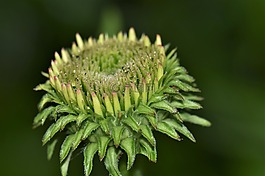 松果菊,開花,花