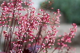 春天,鮮花,粉紅色