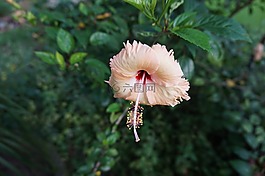 槿,花,開花