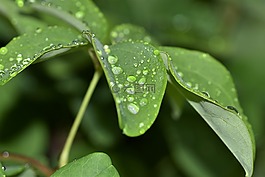 葉子,廠,綠色