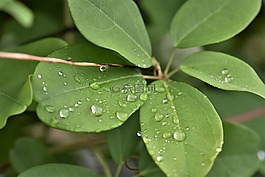 葉子,廠,綠色