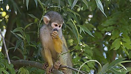 動(dòng)物,猴子,動(dòng)物園