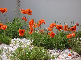 klatschmohn,罌粟,紅罌粟