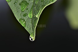 葉子,廠,綠色