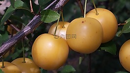 黃李子,水果,秋季