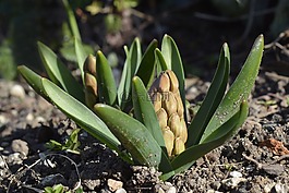 風(fēng)信子,芽,春天