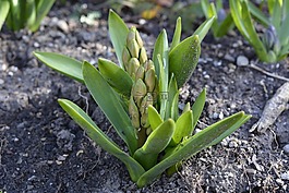 風信子,芽,春天